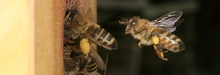 Weibliche Varroa-Milbe auf Puppe der Honigbiene